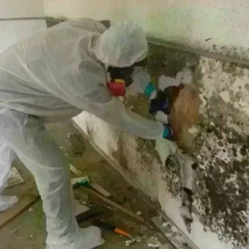 Mold Remediation and Removal in East Quincy, CA